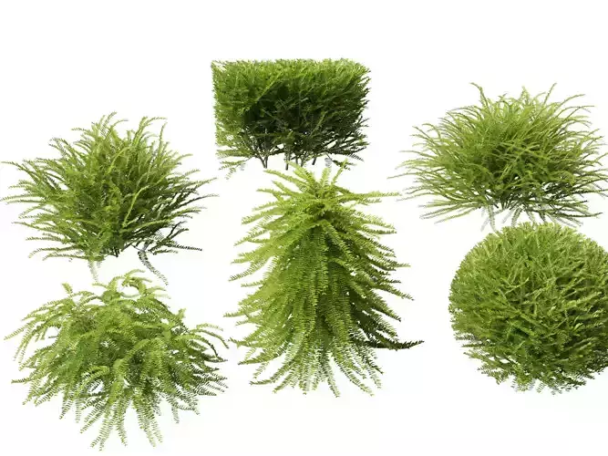 HighpolyLowPoly -  Lonicera nitida - box honeysuckle