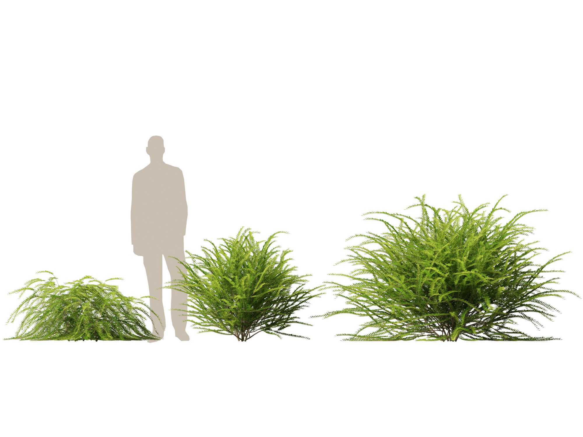 HighpolyLowPoly -  Lonicera nitida - box honeysuckle Low-poly 3D model_4