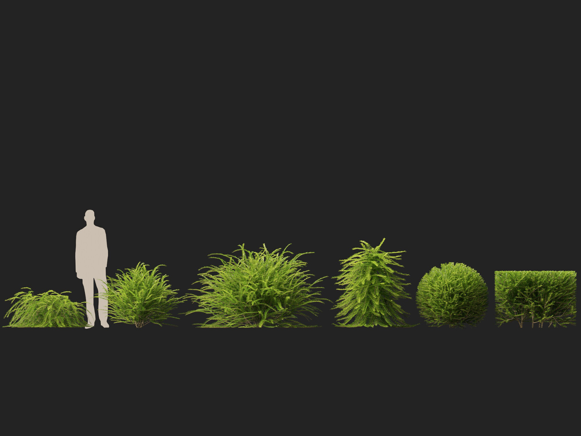 HighpolyLowPoly -  Lonicera nitida - box honeysuckle Low-poly 3D model_3