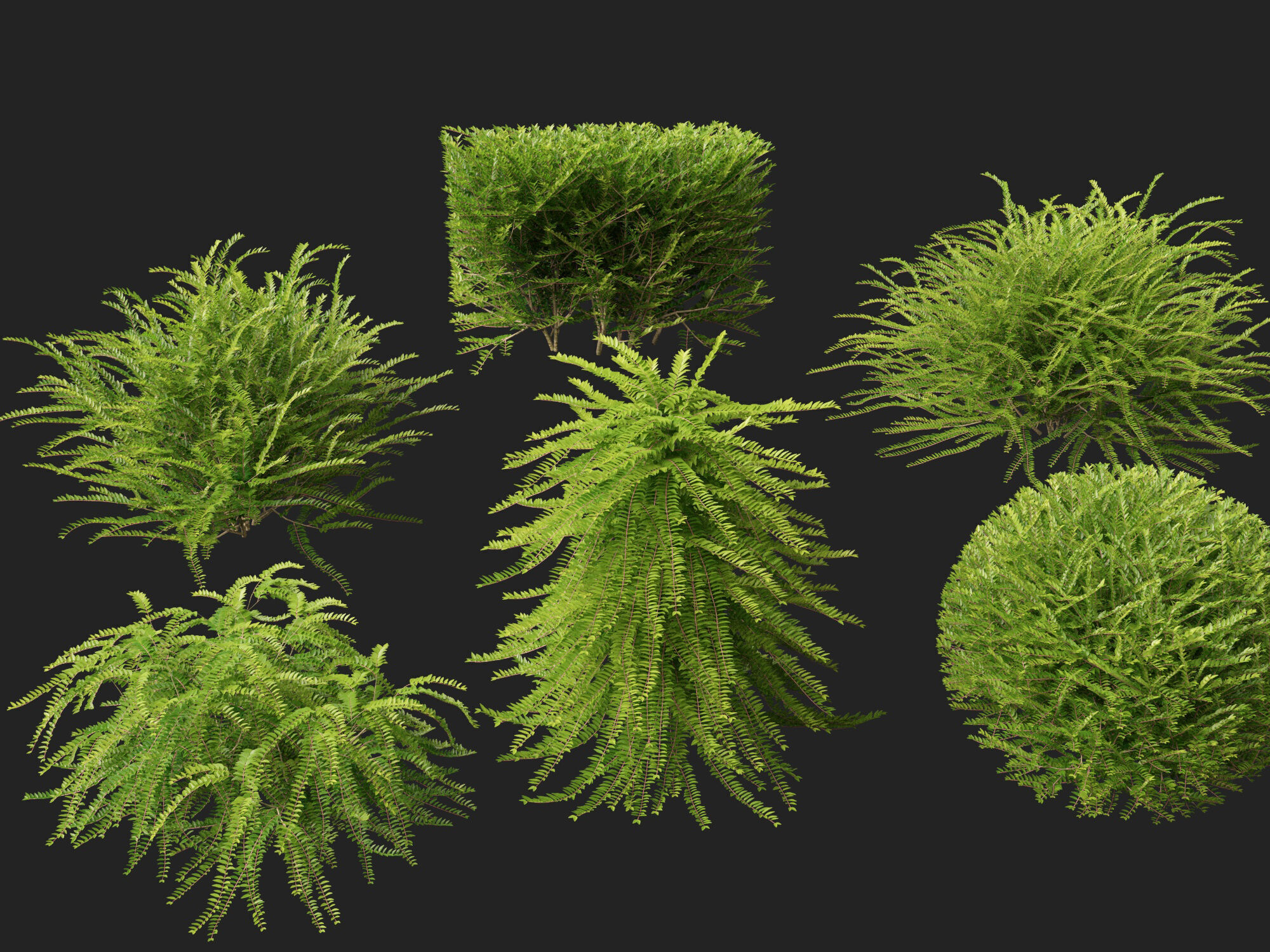 HighpolyLowPoly -  Lonicera nitida - box honeysuckle Low-poly 3D model_8