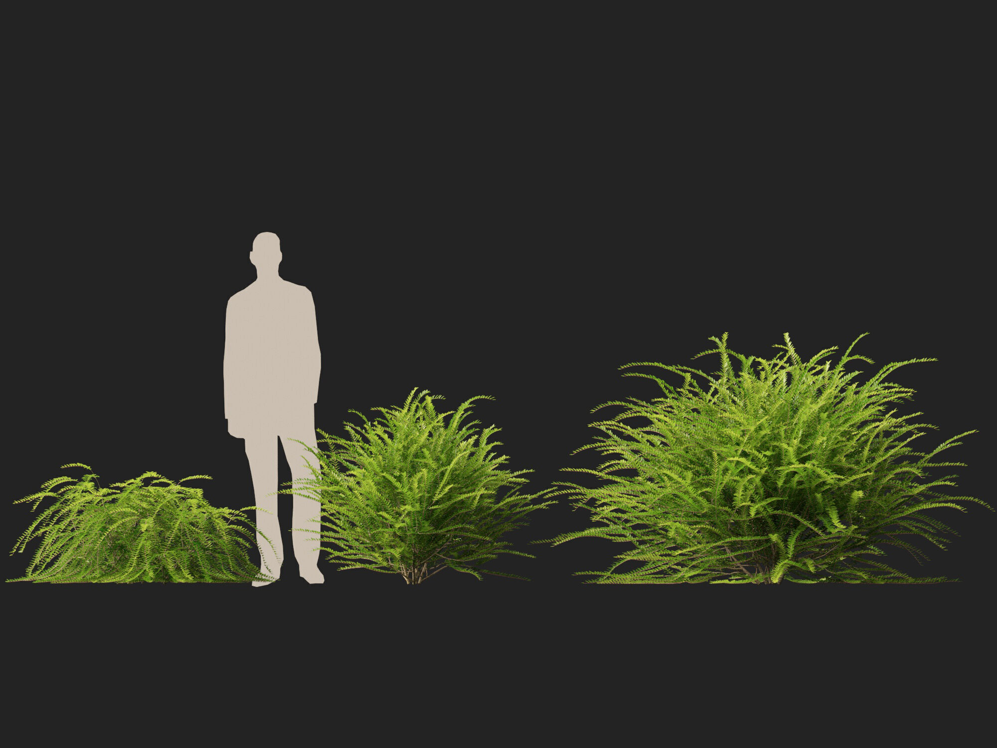 HighpolyLowPoly -  Lonicera nitida - box honeysuckle Low-poly 3D model_5