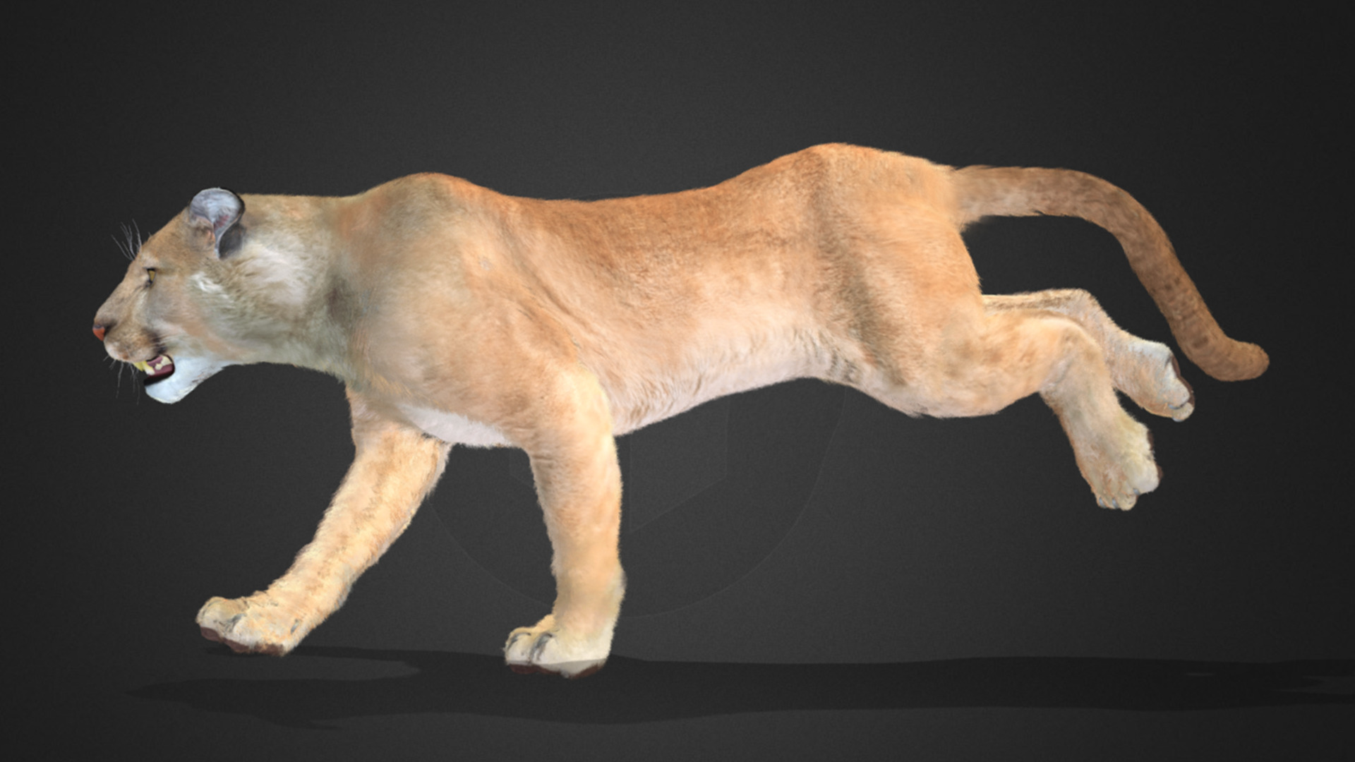 Cougar - Puma Realistic Animated 3D model_4