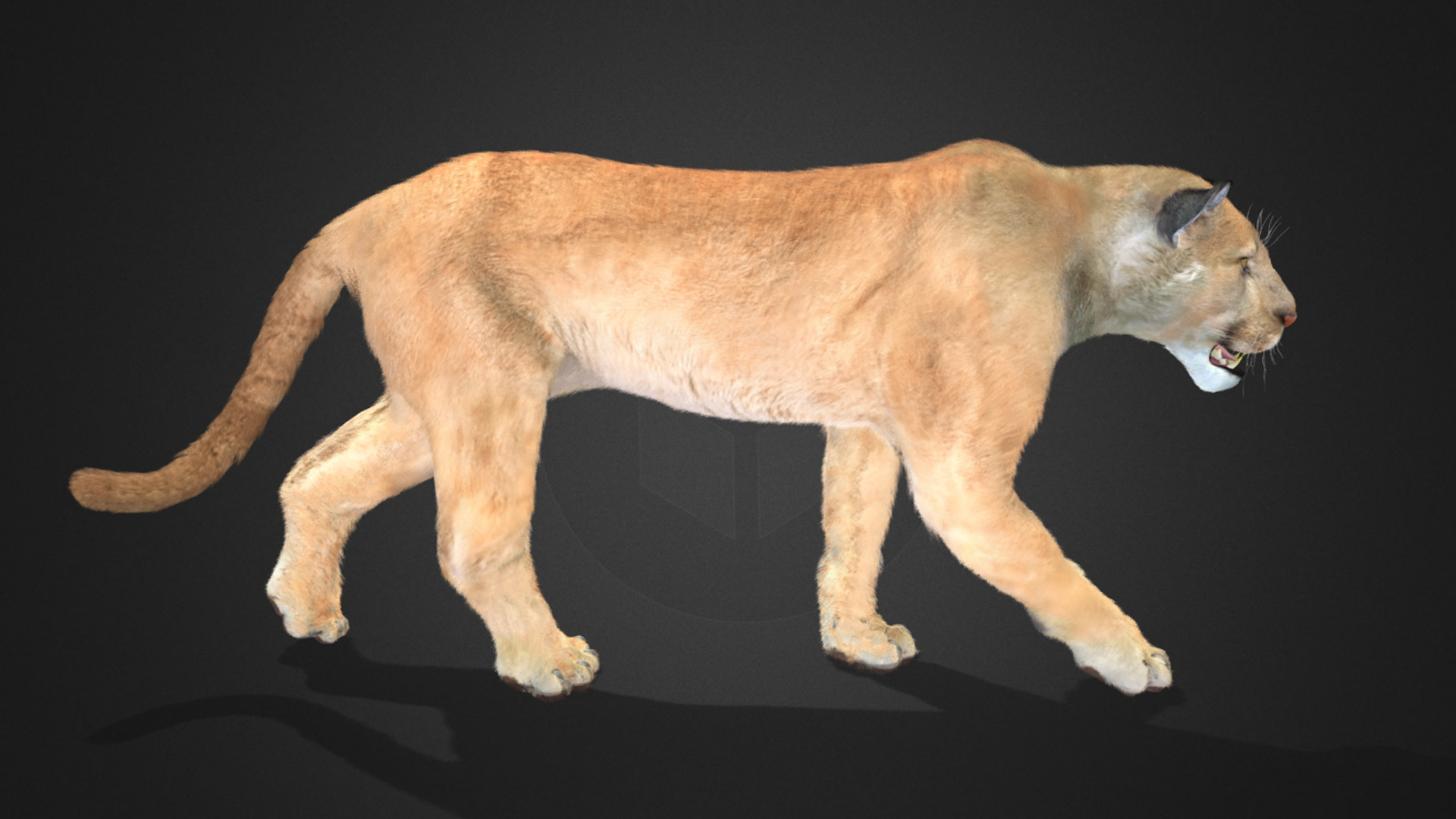 Cougar - Puma Realistic Animated 3D model_5