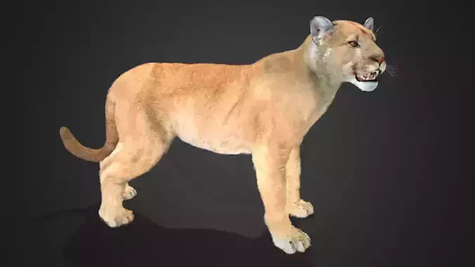 Cougar - Puma Realistic Animated