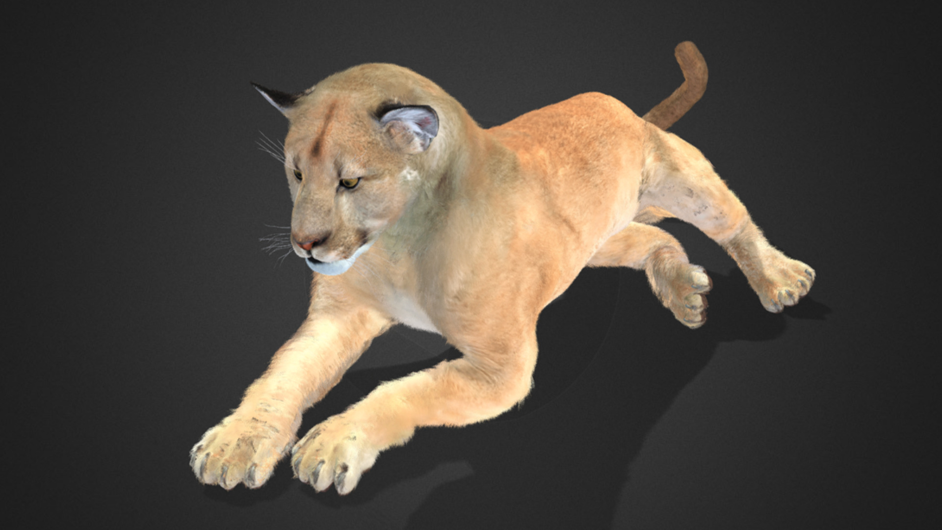 Cougar - Puma Realistic Animated 3D model_2