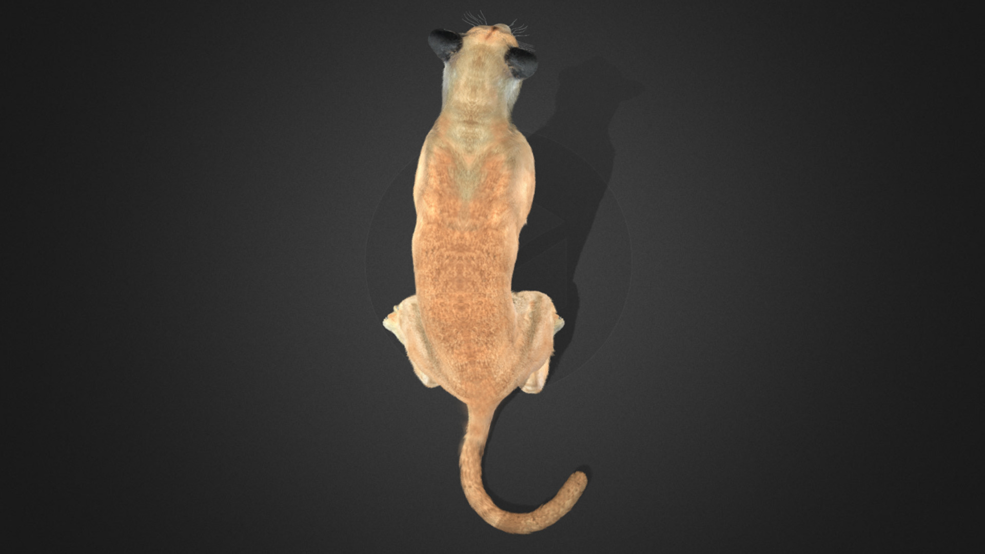 Cougar - Puma Realistic Animated 3D model_7