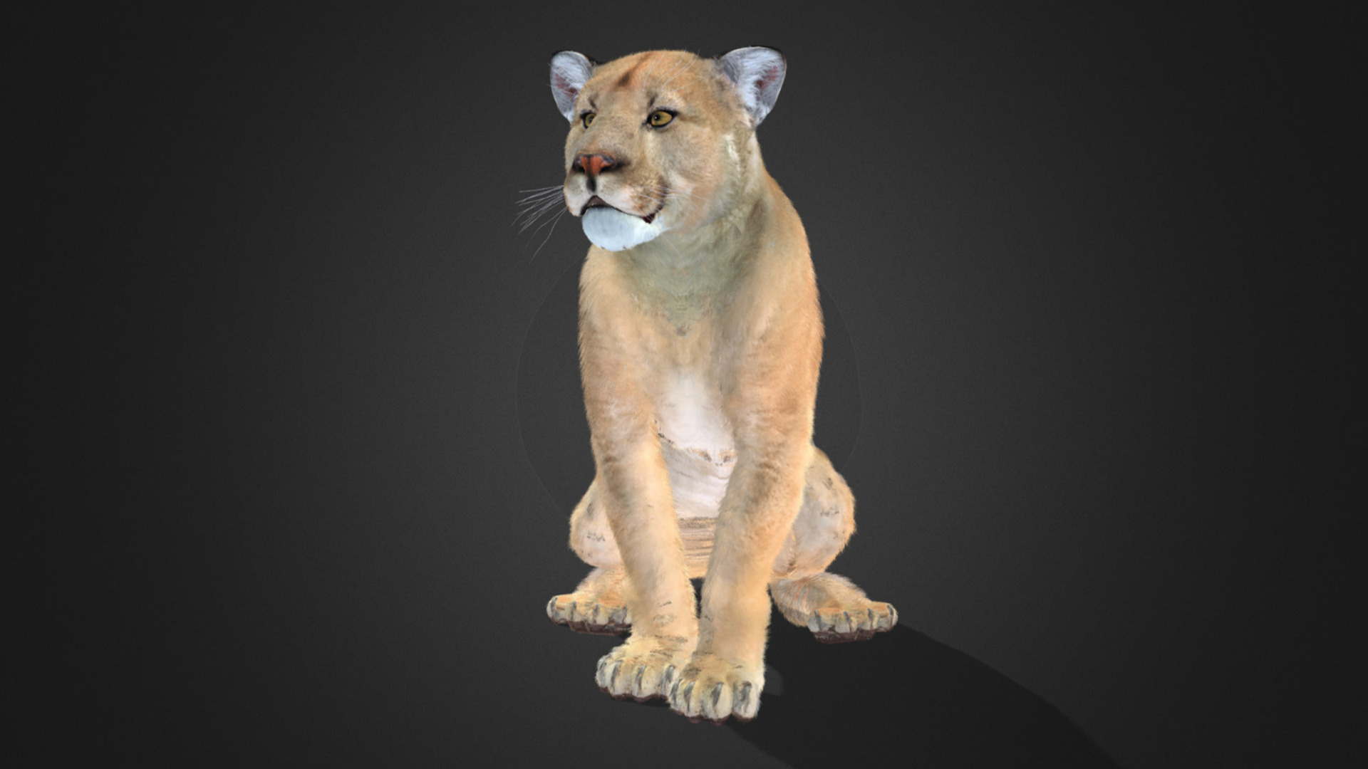 Cougar - Puma Realistic Animated 3D model_3