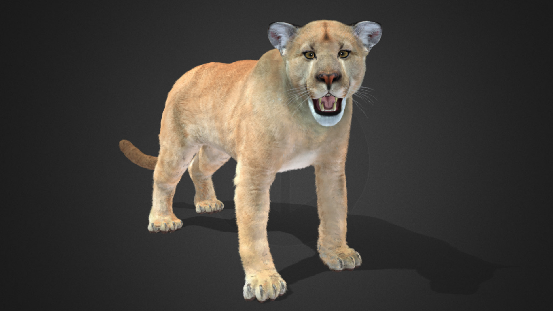 Cougar - Puma Realistic Animated 3D model_6
