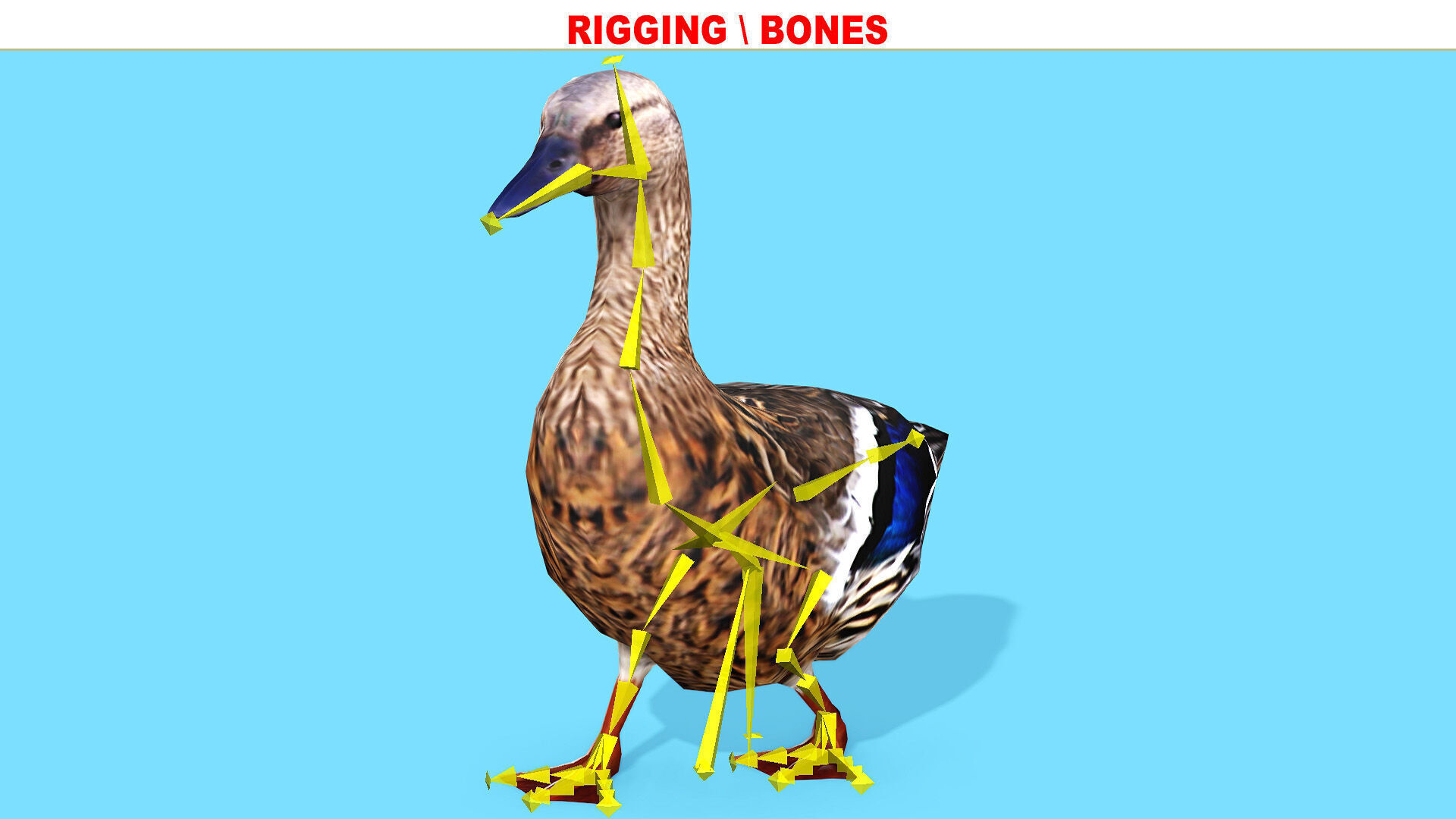 BROWN DUCK RIGGED ANIMAED 3 Low-poly 3D model_9