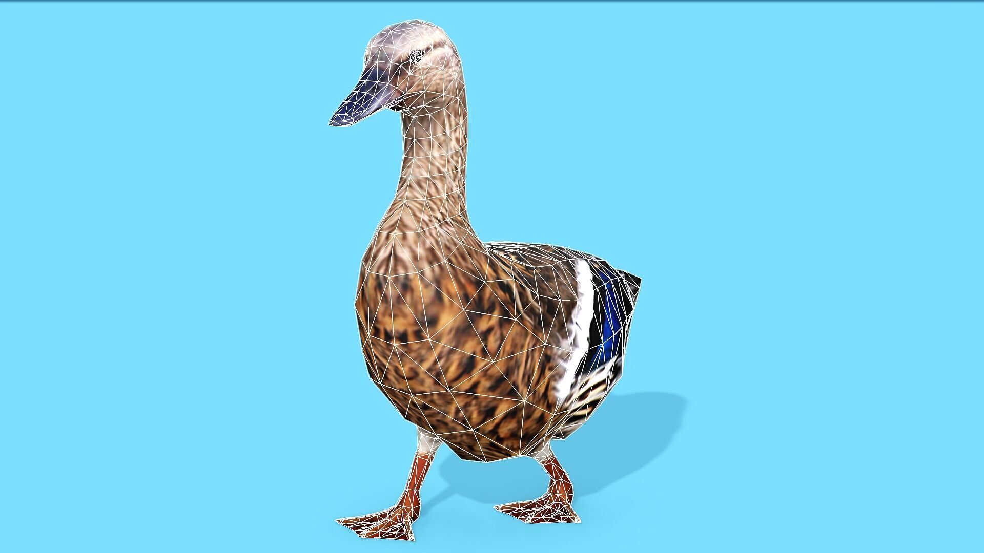 BROWN DUCK RIGGED ANIMAED 3 Low-poly 3D model_11