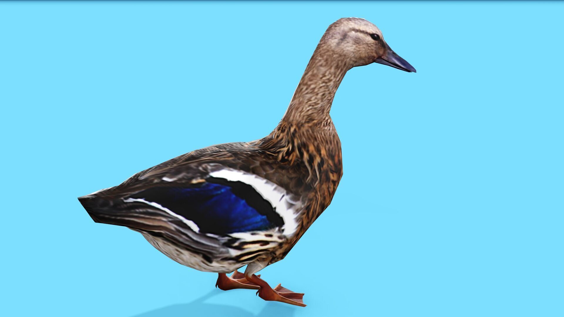 BROWN DUCK RIGGED ANIMAED 3 Low-poly 3D model_6
