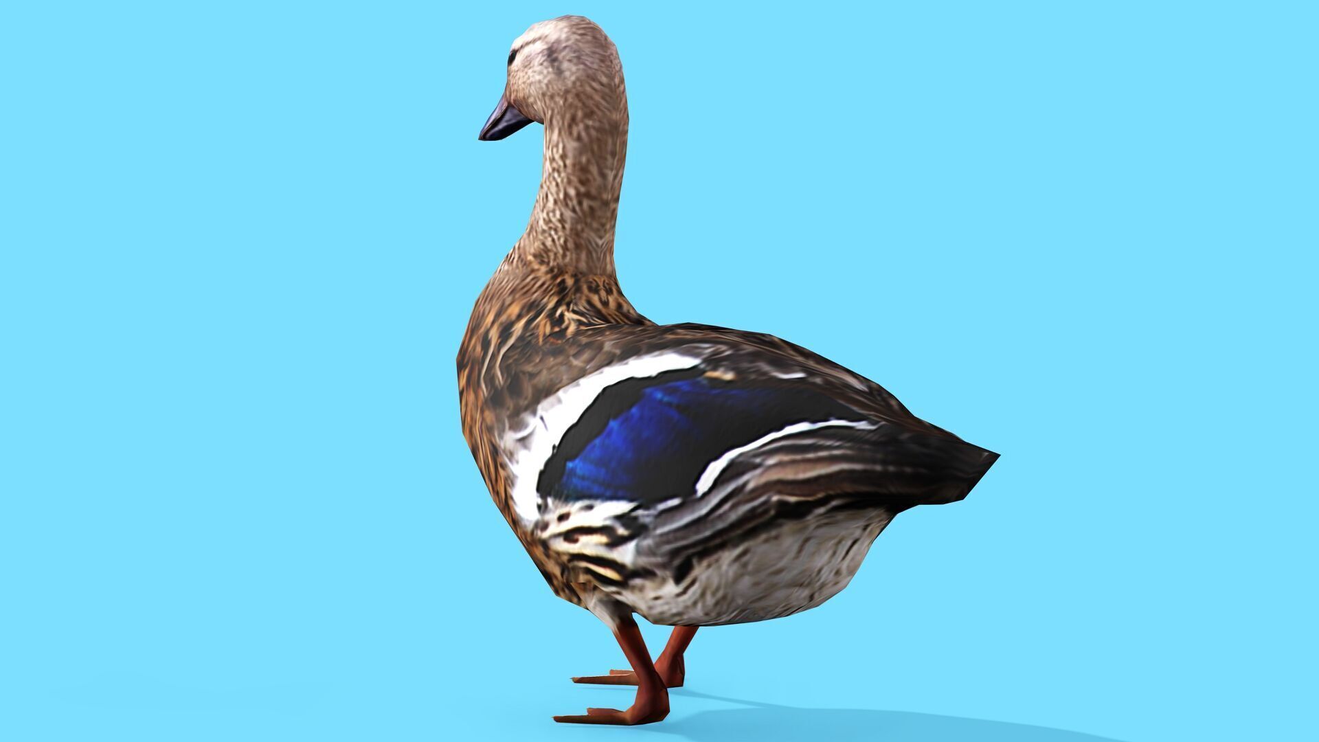 BROWN DUCK RIGGED ANIMAED 3 Low-poly 3D model_4