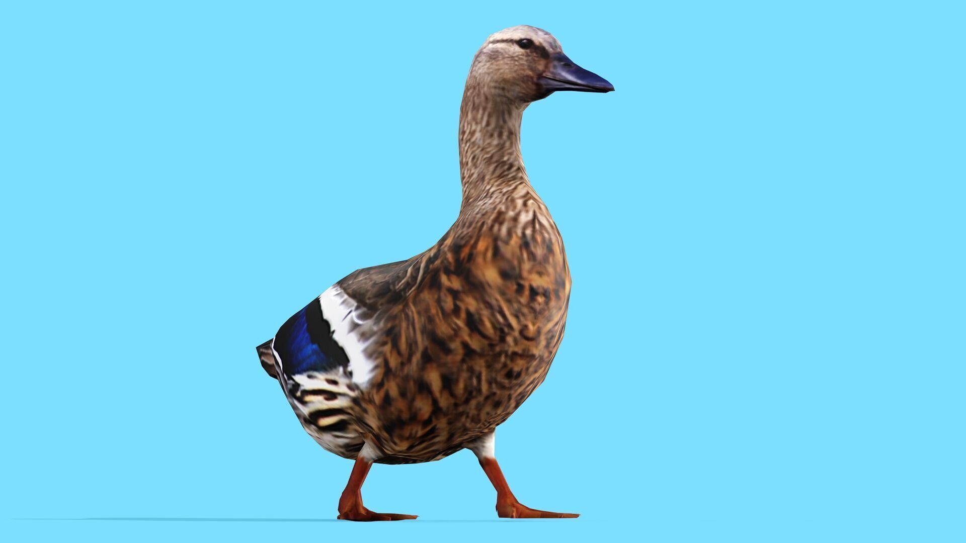BROWN DUCK RIGGED ANIMAED 3 Low-poly 3D model_7