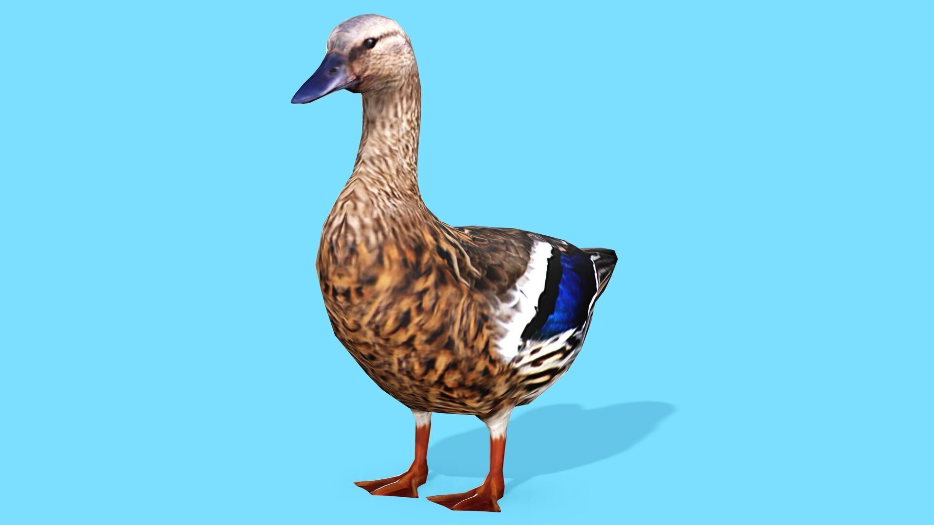 BROWN DUCK RIGGED ANIMAED 3 Low-poly 3D model_1