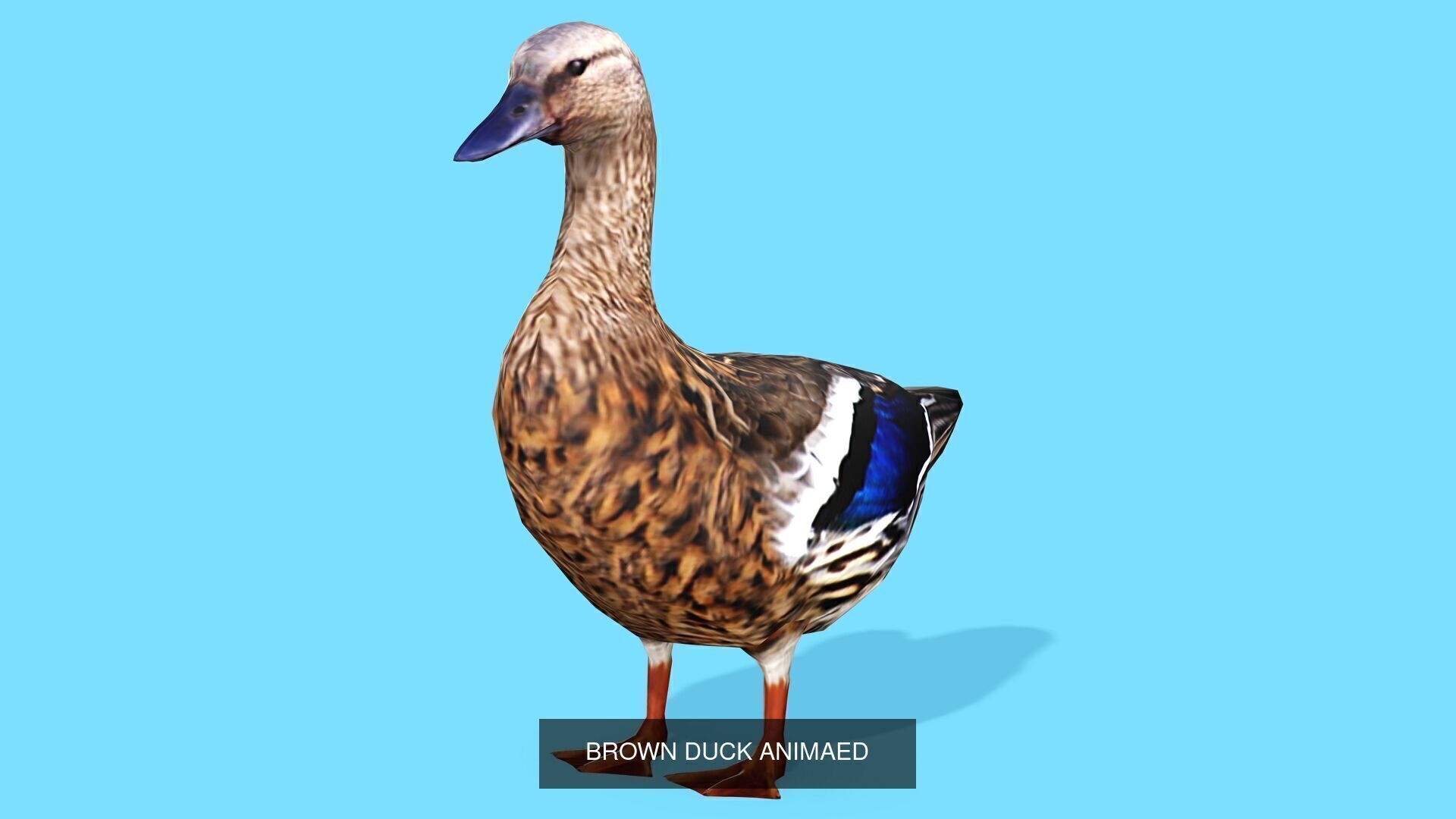 2 DUCK COLLECTION _3