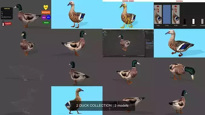 2 DUCK COLLECTION 