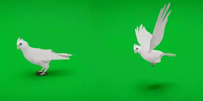 Cockatiel Parrot Bird