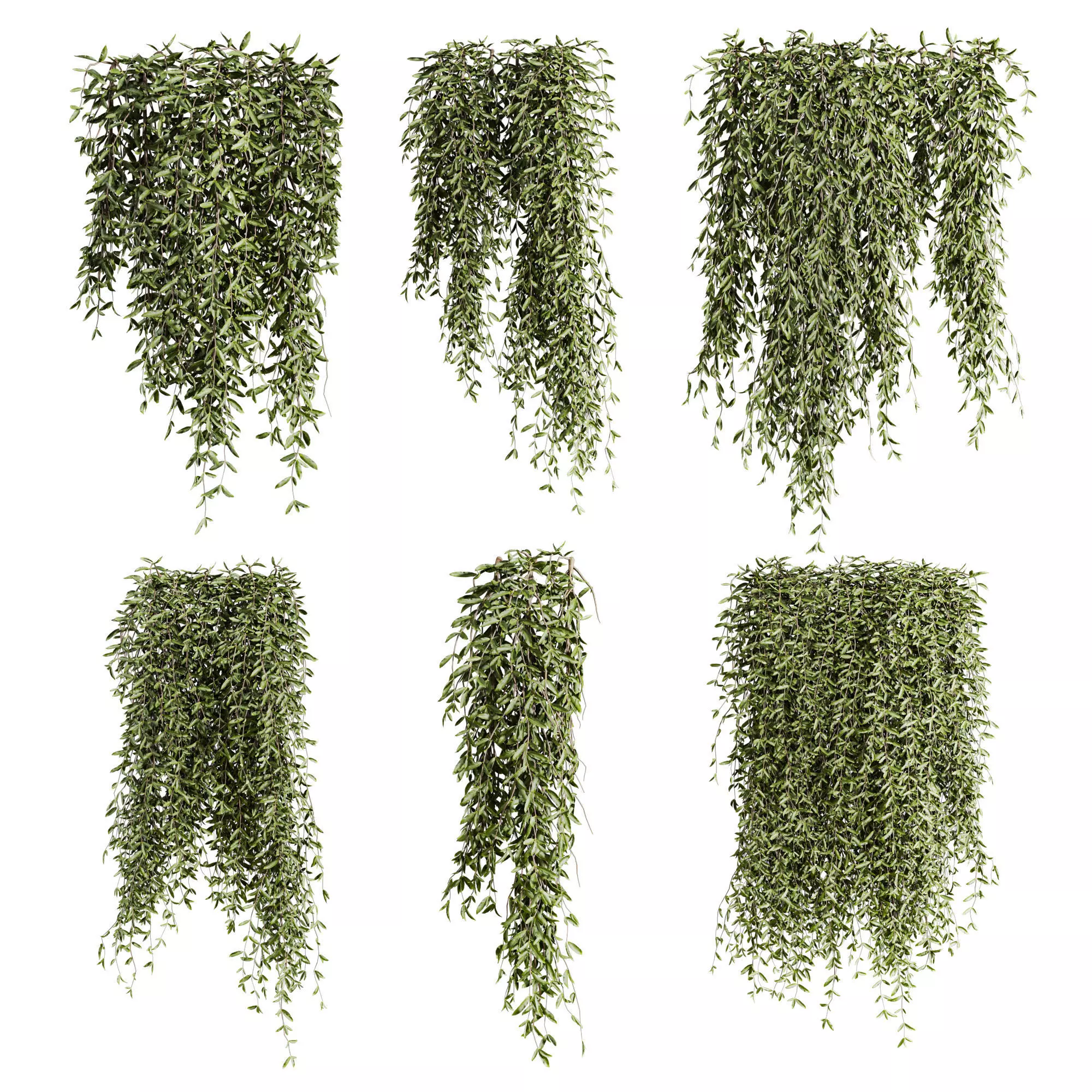 ivy plants 3D model_0