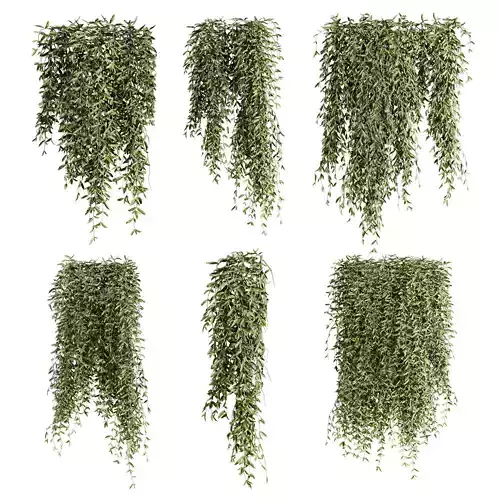 ivy plants 3D model ivy plants 3D model