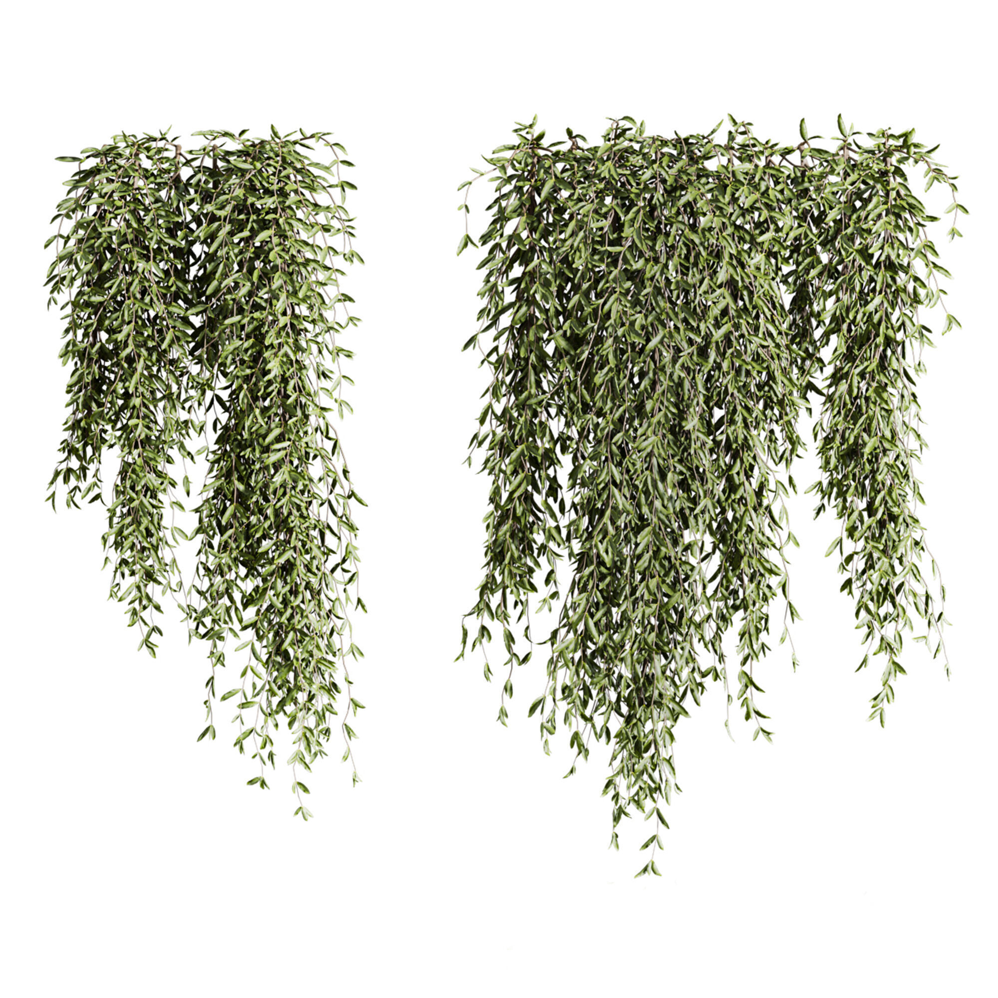 ivy plants 3D model_1