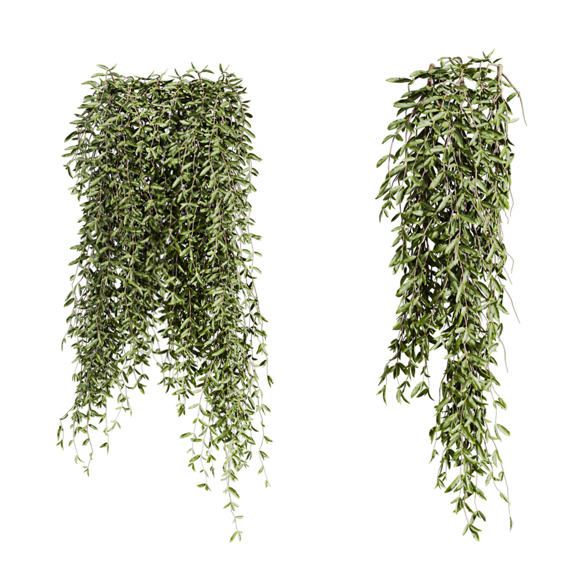 ivy plants 3D model_2