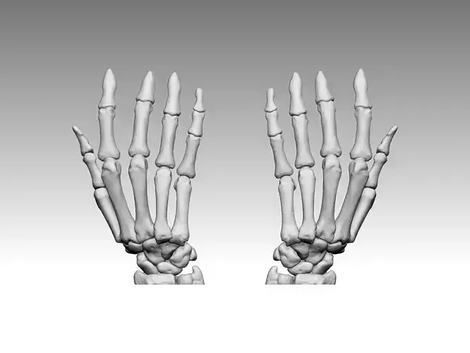 hand bones anatomy