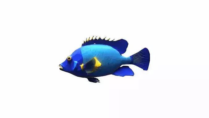 3d Render Sea Life With Blue Angelfish Isolated 