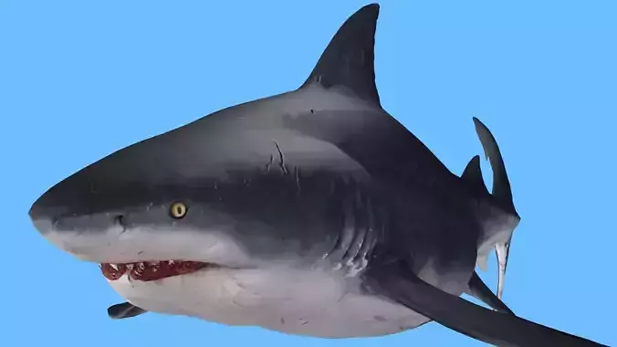 SHARK FISH RIGGED ANIMATED 4 Low-poly 3D model