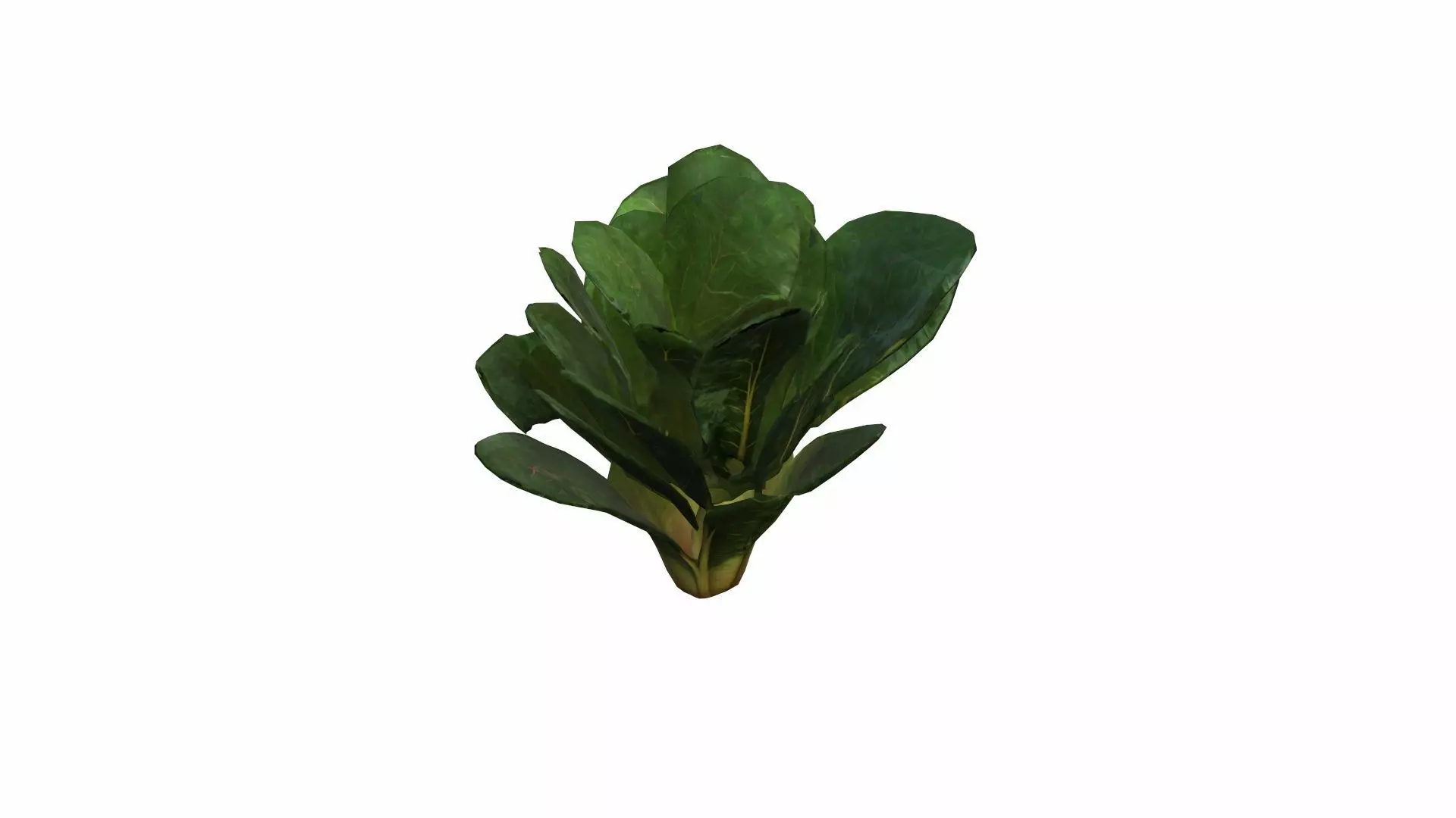 3d Render Chard Isolated Mixed Salad Leaves With Chard 3D model