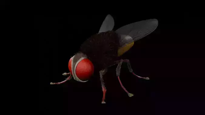  Eega - Fly 3D Model 3D model