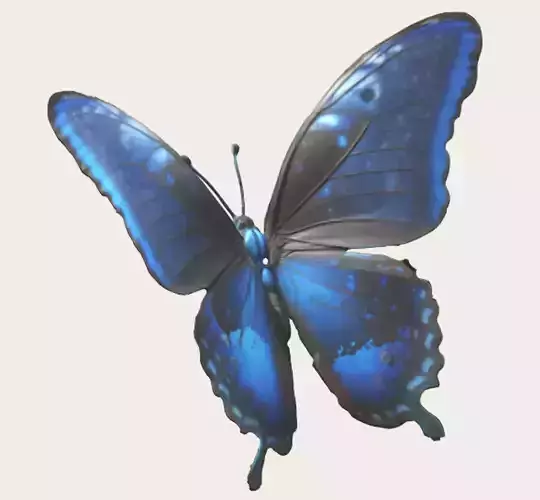 Blue Morpho Butterfly