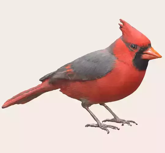 Northern Cardinal Bird