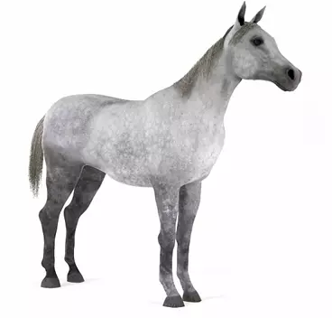horse Low-poly 3D model_0