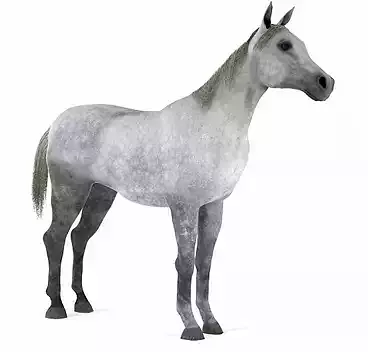 horse