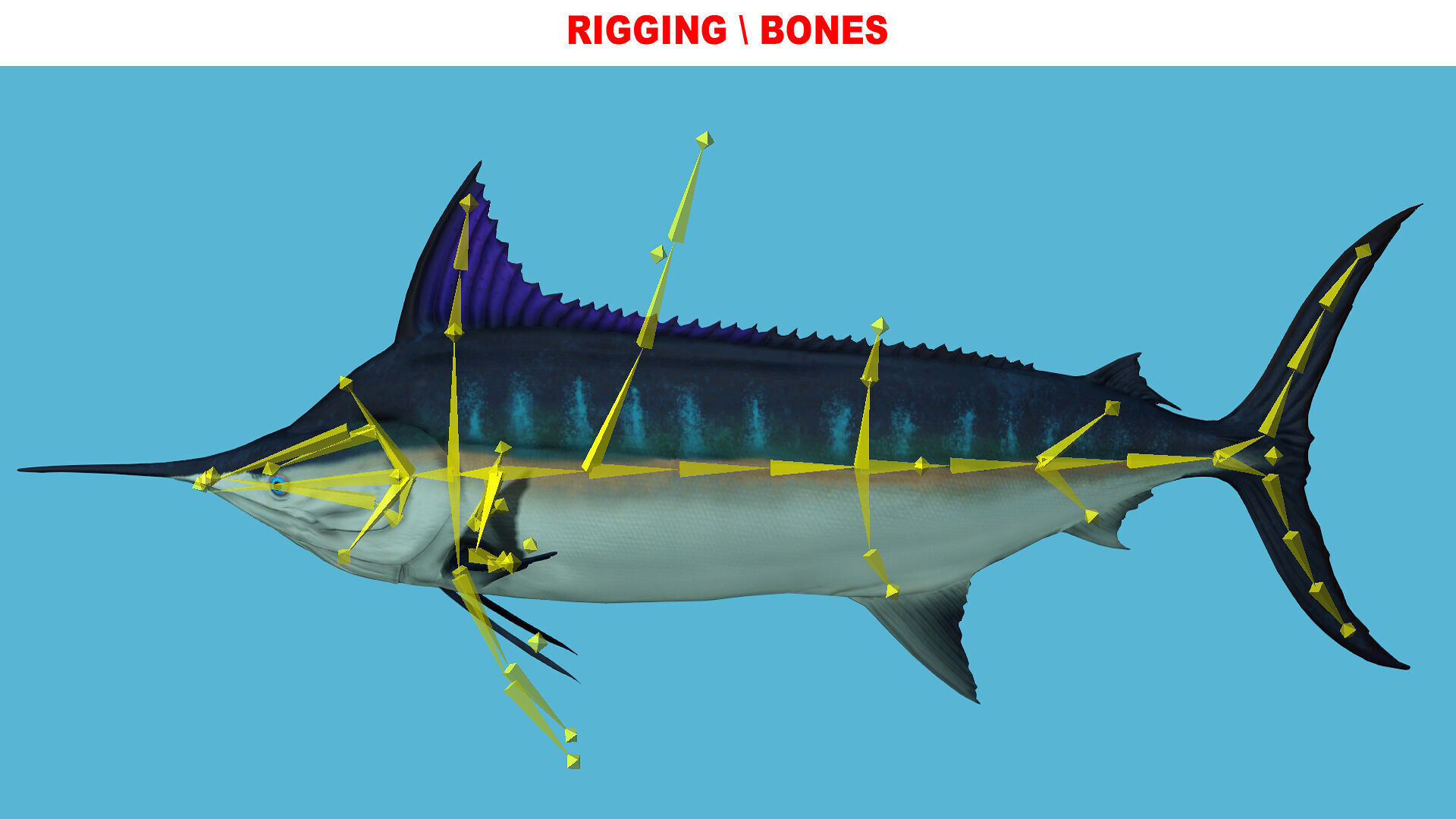 SWORD FISH RIGGED ANIMATED 7 Low-poly 3D model_8