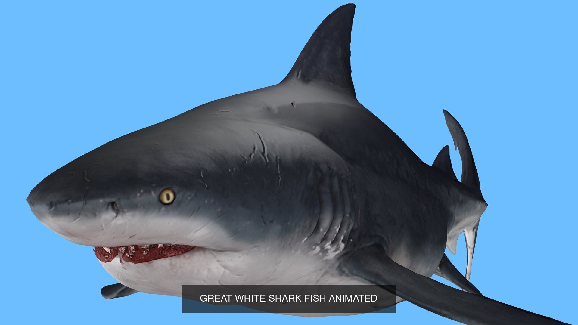 2 PACK OF ANIMATED FISHES COLLECTION _1