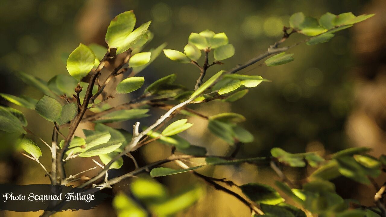 Medieval Kingdom Low-poly 3D model_18