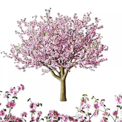 Sakura tree