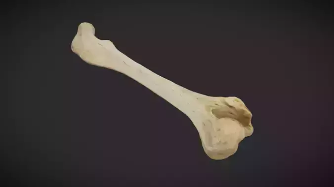 Animal Bone