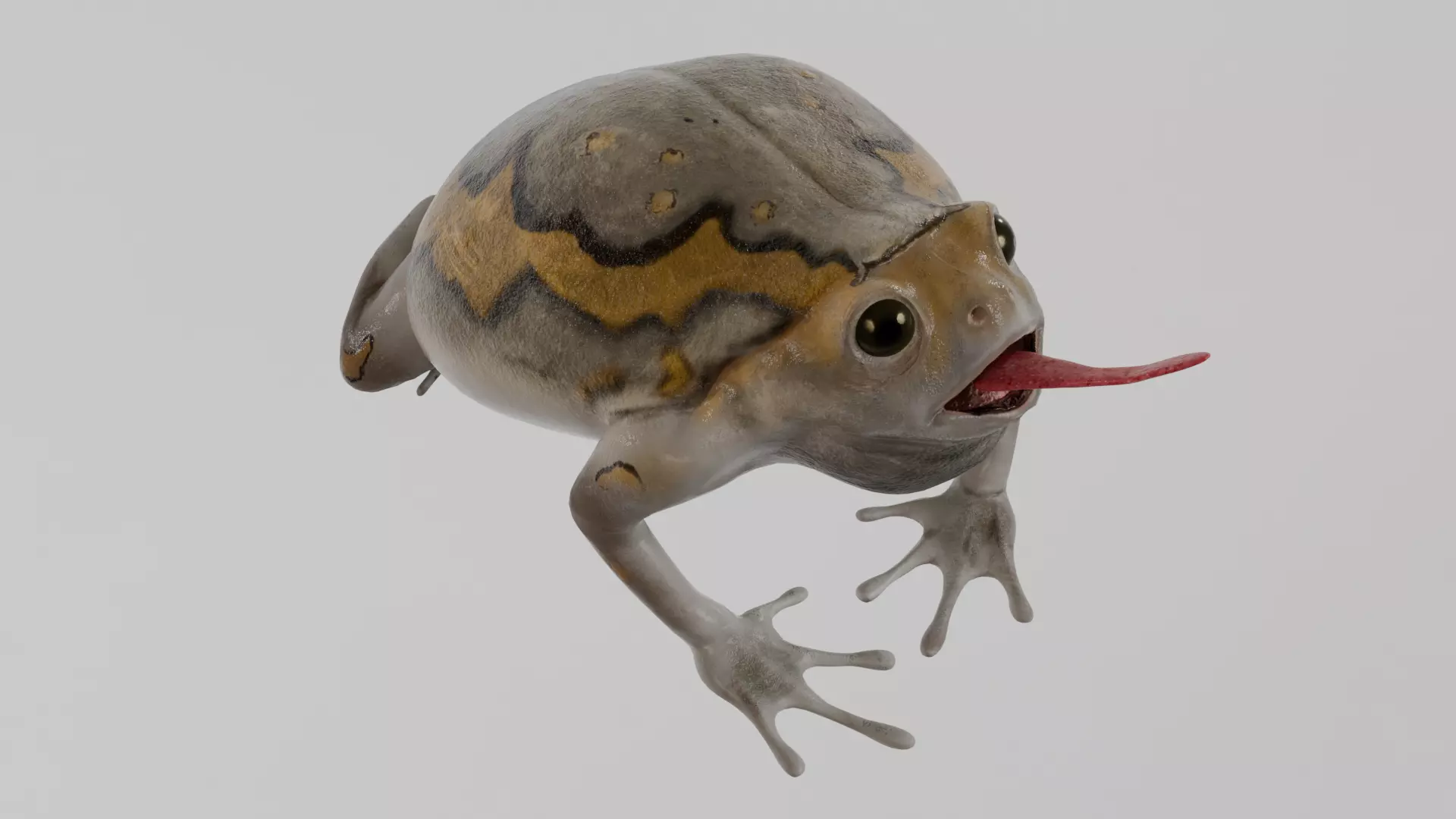 Lowpoly Banded Bullfrog Low-poly 3D model