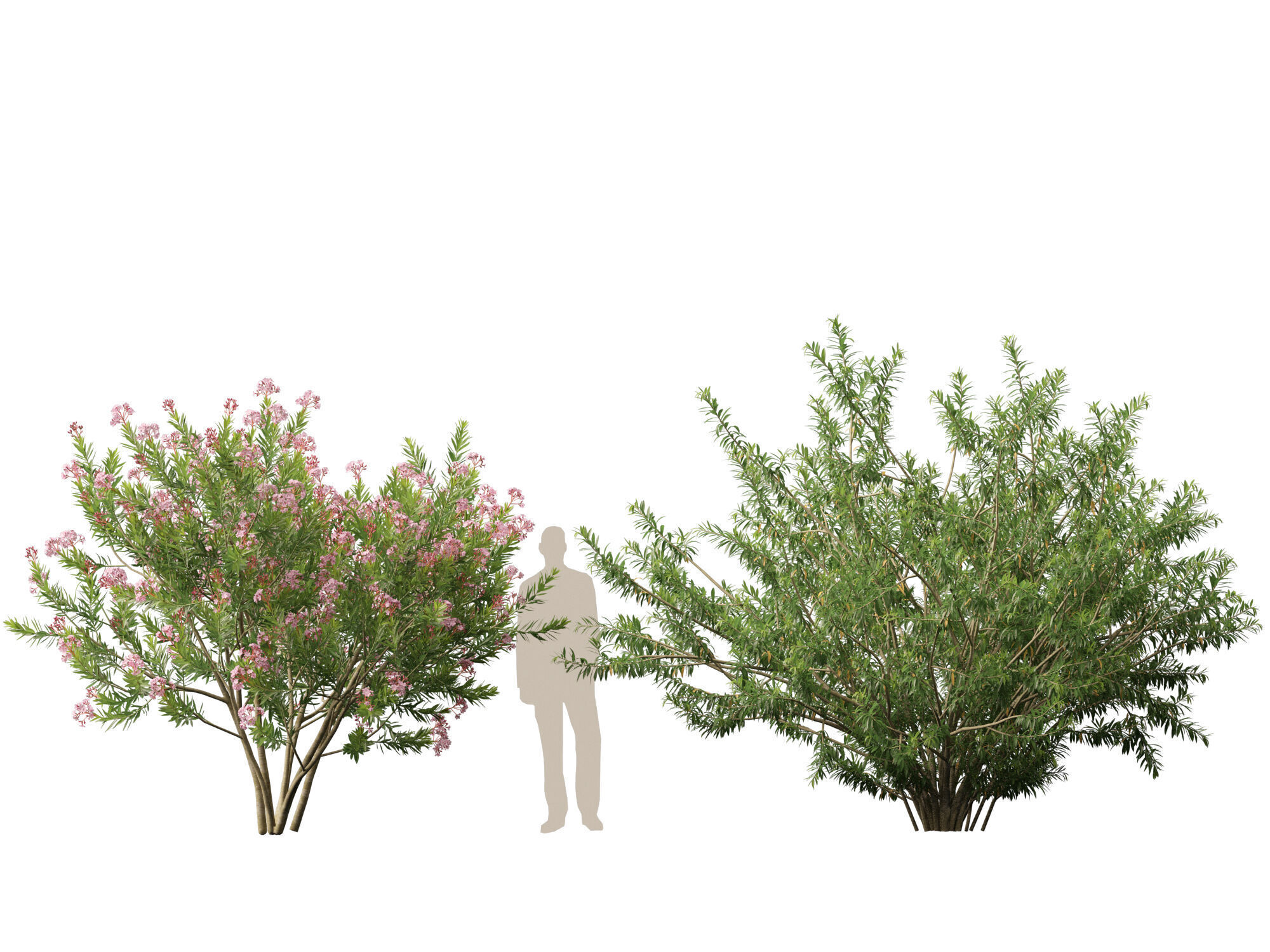 HighpolyLowPoly -  Nerium oleander - Rosebay 02 Low-poly 3D model_8
