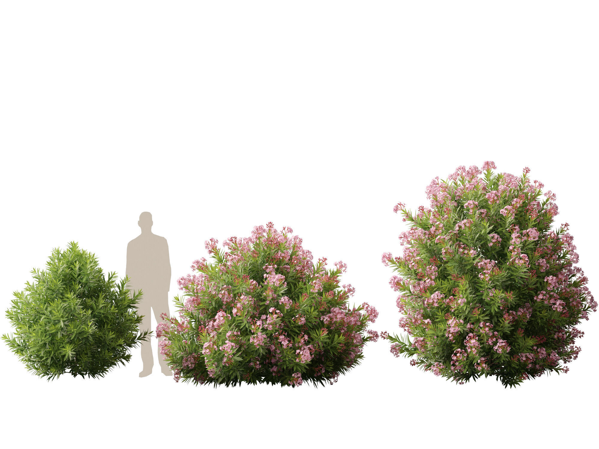 HighpolyLowPoly -  Nerium oleander - Rosebay 02 Low-poly 3D model_6