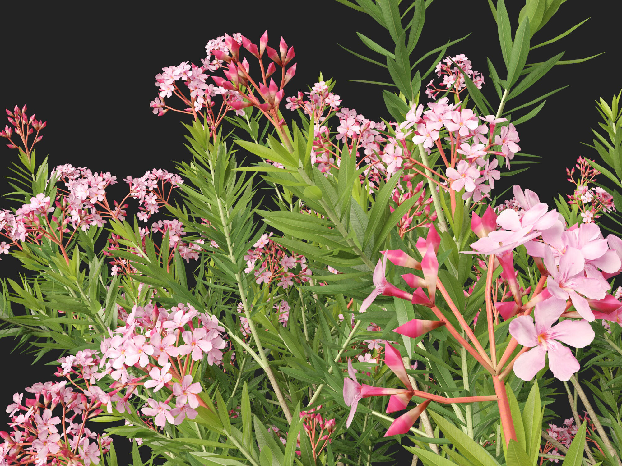 HighpolyLowPoly -  Nerium oleander - Rosebay 02 Low-poly 3D model_4