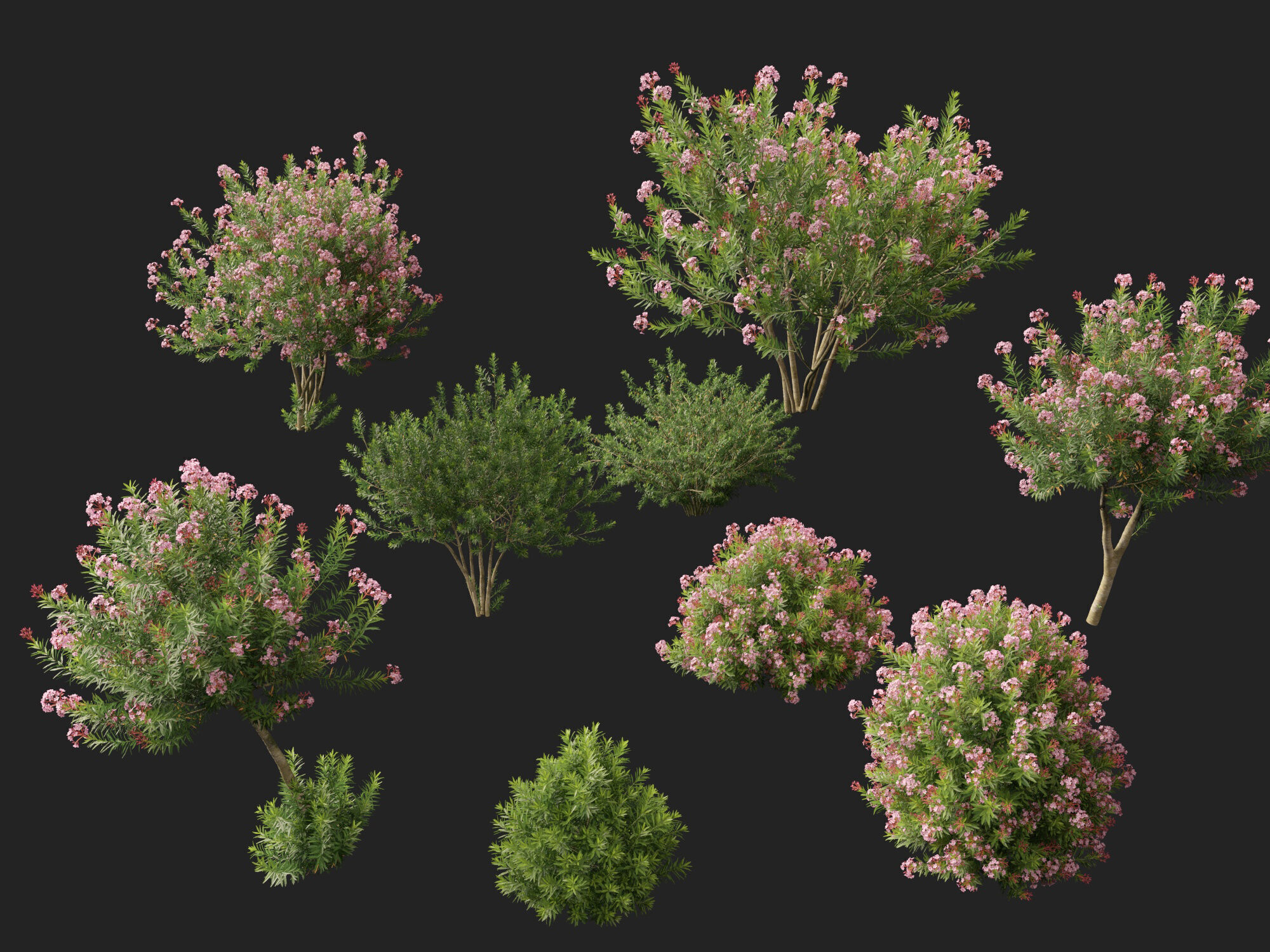 HighpolyLowPoly -  Nerium oleander - Rosebay 02 Low-poly 3D model_2