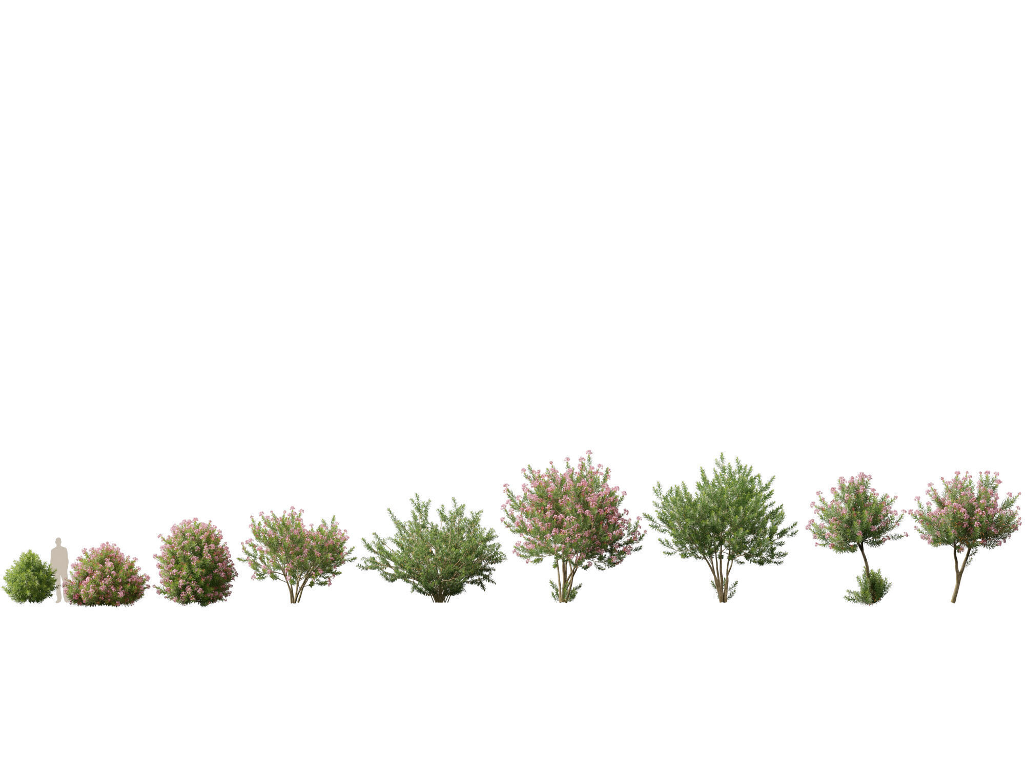 HighpolyLowPoly -  Nerium oleander - Rosebay 02 Low-poly 3D model_1