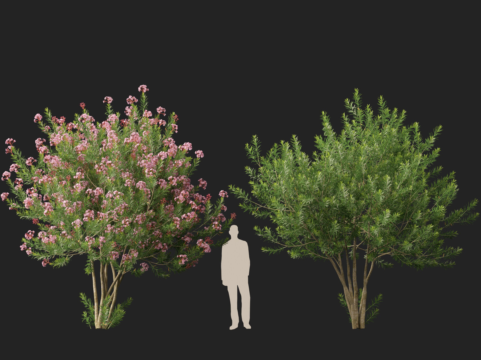 HighpolyLowPoly -  Nerium oleander - Rosebay 02 Low-poly 3D model_10