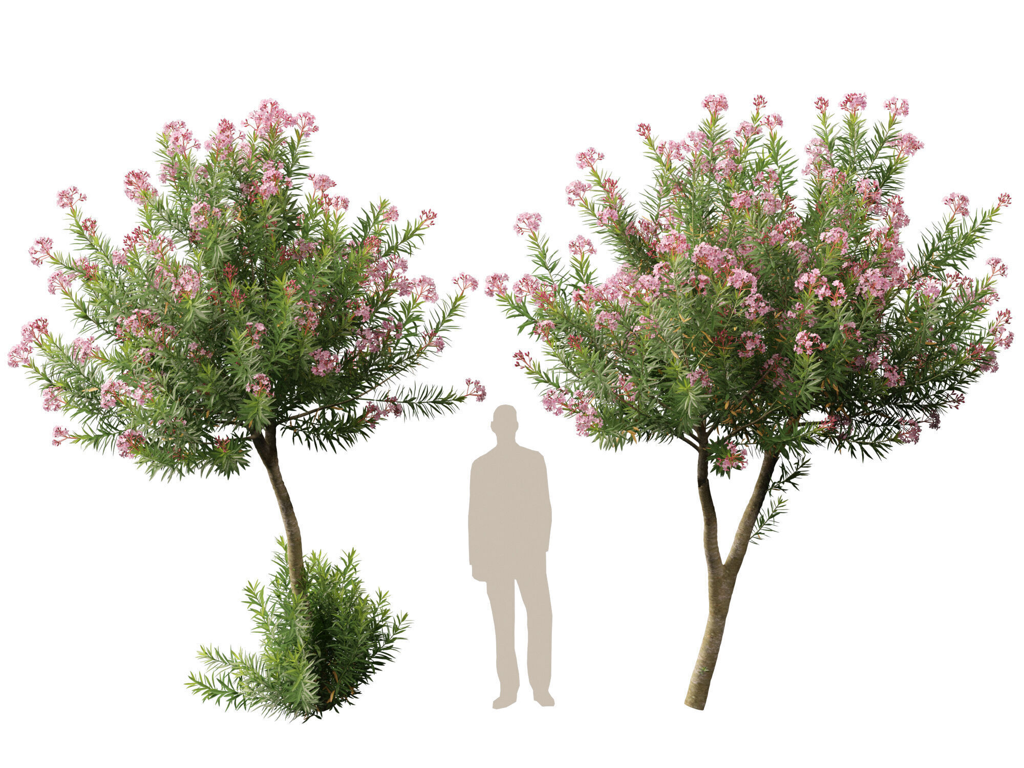 HighpolyLowPoly -  Nerium oleander - Rosebay 02 Low-poly 3D model_11