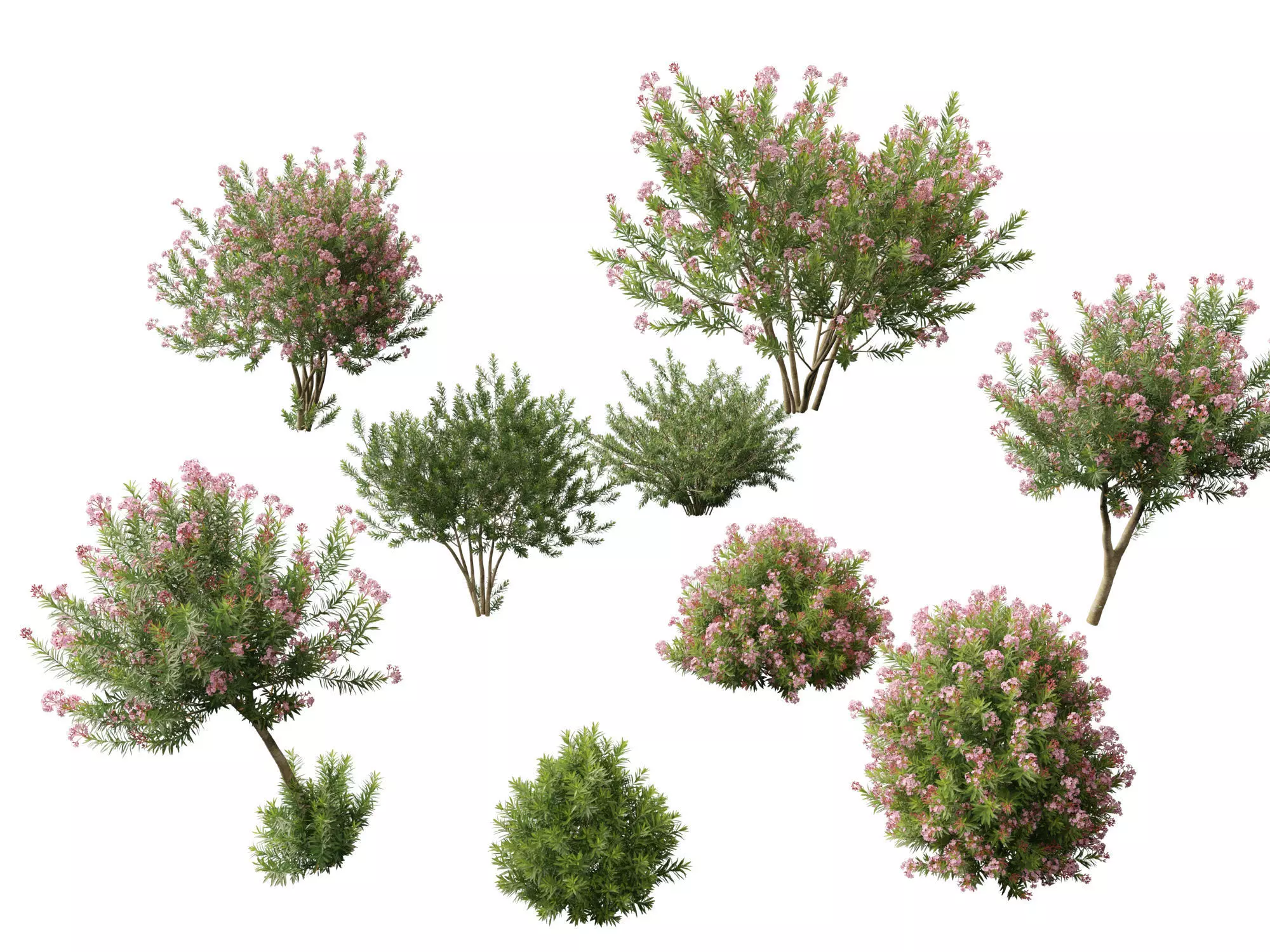 HighpolyLowPoly -  Nerium oleander - Rosebay 02 Low-poly 3D model_0