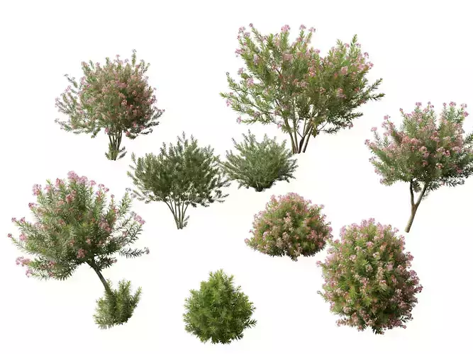 HighpolyLowPoly -  Nerium oleander - Rosebay 02