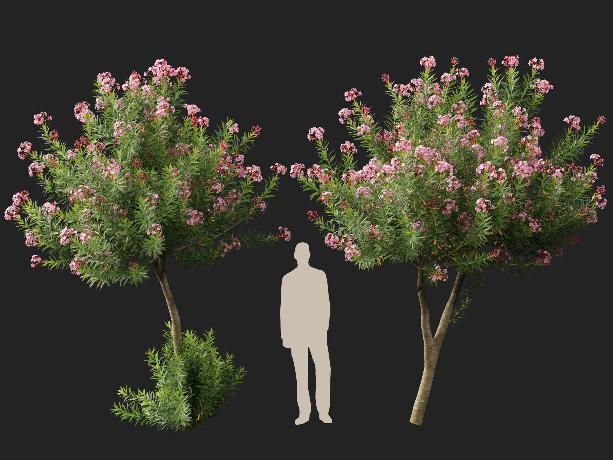 HighpolyLowPoly -  Nerium oleander - Rosebay 02 Low-poly 3D model_12
